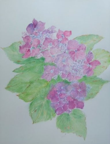 CD, Hydrangea, watercolour & pencils.